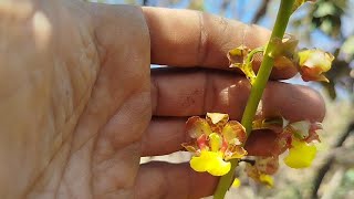 Cyrtopodium e oncidium 🥰meu cerrado orquídeas natureza [upl. by Ddal]