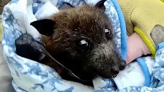 Rescuing a flyingfox who was on the road this is Leonie [upl. by Ydarb699]