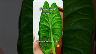 Alocasia puncak borneensis urbanjungle plantasdentrodecasa alocasia plants [upl. by Cob]