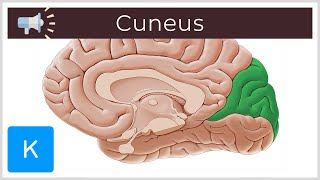 Cuneus  Anatomical Terms Pronunciation by Kenhub [upl. by Nosreh]