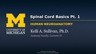 Nervous System Spinal Cord Basics part 1 [upl. by Lobel]