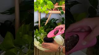 Propagation plants beautiful soillove soilpot garden soilgrown soiltypes farming nature [upl. by Kinghorn]