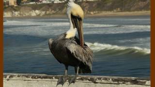 Californie 2016 PISMO BEACH Hotel quotSeaCrestquot plage et surf [upl. by Nhtanhoj859]