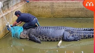 O GIGANTE CROCODILO CASSIUS [upl. by Boylston]