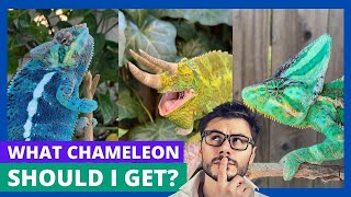 Chameleon Species Showdown Find Your Ideal Pet [upl. by Jermaine645]