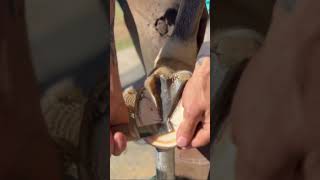 Satisfying Hoof Trimming shorts farrier satisfying asmr [upl. by Okiam]