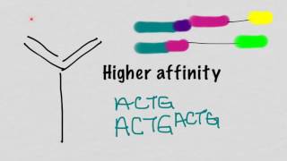 Somatic Hypermutation And Affinity Maturation [upl. by Illom]