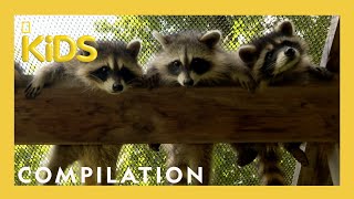 Rescuing Baby Animals  Bandit Patrol  Nat Geo Kids Compilation  natgeokids [upl. by Jemmie]