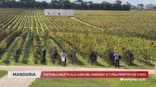 08 OTTOBRE 2024  MANDURIA TA  PASTORELLI RIELETTA AL CONSORZIO DI TUTELA PRIMITIVO DOC E DOCG [upl. by Ahsimal]