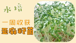 【水培种植】水培亚麻籽苗，一周收成！ [upl. by Langille]