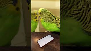 Budgie imitates phone vibration pattern budgies birds parrot [upl. by Normac]