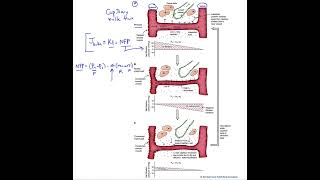 Capillary bulk flux pressure driven exchange [upl. by Ahsiena]