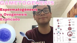 GAMETOGENESIS  Espermatogénesis y Ovogénesis Explicadas [upl. by Donadee]