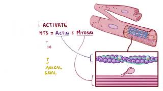 Cardiac Excitation  Contraction Coupling  Osmosis [upl. by Eenet]