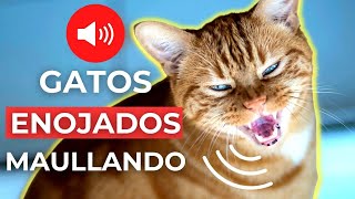 SONIDOS de GATOS ENOJADOS MAULLANDO 🐱 Sonidos de Gato Enojado [upl. by Suedaht]