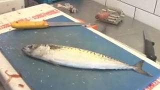 A Guide To Filleting Mackerel [upl. by Akerdal412]