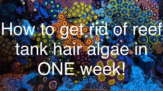 How to get rid of hair algae in your reef tank aquarium in ONE week No more hair algae [upl. by Tneicniv]