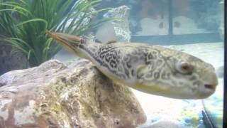 Tetraodon mbu  puffer fish  Leon de Kogel  episode1 [upl. by Asyral]