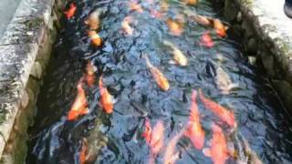 Japan  Hida Furukawa  Seto river canal and carps 2 [upl. by Cardinal]