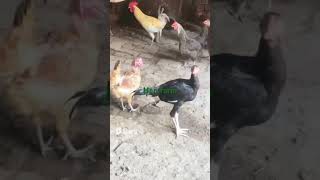 Traveling vlog hen farm in village [upl. by Cromwell]