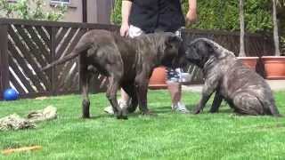 Dogo Canario Wurfplanung 2015 Heidi und Butze [upl. by Domel]