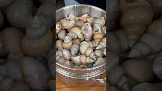 한국 제철 백골뱅이 삶는방법 요리 먹는 방법  How to cook and eat Korean whelks [upl. by Trautman]