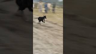 Dog raceGreyhound racing Rabbit shorts shortvideo greyhound greyhoundcoursingclub [upl. by Semela]