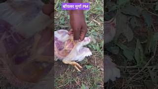 बॉयलर मुर्गा का postmatam poutryfarming poltry birds poutryshort farming shortsfeed [upl. by Murtha]