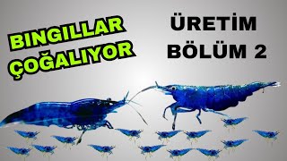 Karideslerin Yavruları Akvaryum Semalarında Geziniyor  Büyük Tankta Yosun Olayı [upl. by Infeld]