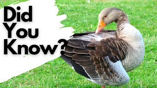 Things you need to know about GREYLAG GEESE [upl. by Ruhtracam35]