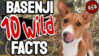 10 Wild Basenji Facts You Would Have Never Known About 🐕 [upl. by Alag]