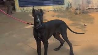 pitie comes to home with a stray dogdog mating videodogs breeding pets dogs petloversdoglover [upl. by Horatius]