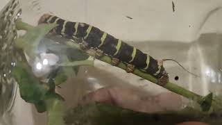 Watch My Pet Caterpillar Eat Leaf 🌿For Christmas [upl. by Birmingham]