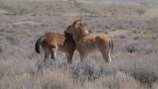 New Filly and Colt at the Sand Wash Basin in Colorado April 2020 [upl. by Aicnelav214]