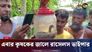 পটুয়াখালীতে কৃষকের জালে রাসেলস ভাইপার  Russells Viper  Snakes  Deepto News [upl. by Eyk640]