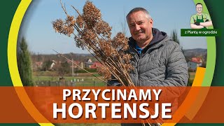 Jak przycinać hortensje  Z PLANTĄ W OGRODZIE [upl. by Mulcahy]