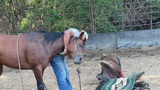 First time saddled and bridled …August 22 2024 [upl. by Ardnuassac]