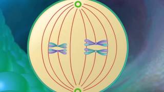 Stages of Meiosis HD Animation [upl. by Edaw]