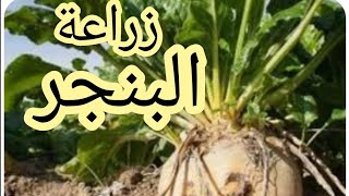 مواعيد زراعة بنجر السكر او شمندر السكر الأبيض [upl. by Eeima]