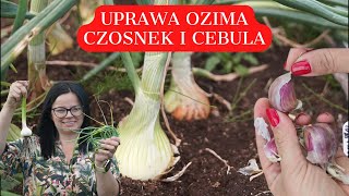 CZOSNEK OZIMY  UPRAWA Czy to już czas na sadzenie czosnku i cebuli ozimej Uprawa warzyw [upl. by Ahsinik]