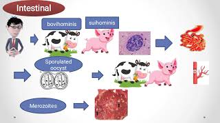 Sarcocystis sarcosporidiosis [upl. by Row]