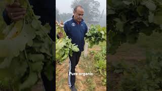 Organic fresh direct from soilagro haryana farming usharajfoundation [upl. by Ruamaj736]