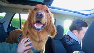 Red Golden Retriever Puppy🐶 Salt Spring Island Adventures Part1 🍁11 Month Old Puppy [upl. by Ylatfen878]