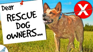 Dear Rescue Dog Owners Stop Doing THIS [upl. by Polak]