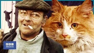 1983 FRED DIBNAH foiled by GINGER TOMCAT at 160ft  BBC News  Animal Magic  BBC Archive [upl. by Atnovart665]