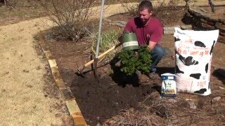 How to Properly Plant Trees amp Shrubs [upl. by Eiramannod]