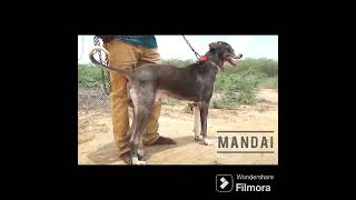 Ramnathpuram dog drsksinghchanneljaishree1255 [upl. by Aldo63]