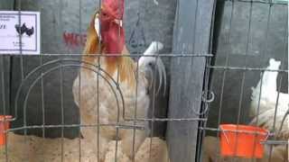 Dunedin poultry show 201202 [upl. by Ches]