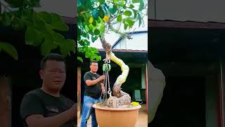 the Secrets of Chinese Bonsai Soil pH Balance bonsai bonsaistyling nature automobile [upl. by Notnilk195]