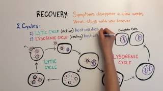 Mononucleosis Video 3 Mononucleosis III [upl. by Lesiram]